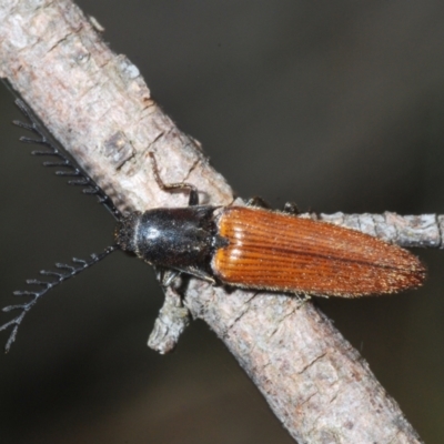 Dicteniophorus sp. (genus) (A click beetle) at Paddys River, ACT - 3 Feb 2022 by Harrisi