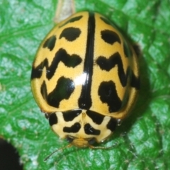 Cleobora mellyi (Southern Ladybird) at Tidbinbilla Nature Reserve - 3 Feb 2022 by Harrisi