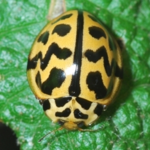 Cleobora mellyi at Paddys River, ACT - 3 Feb 2022