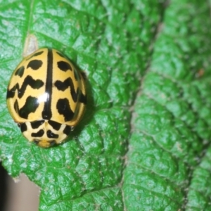 Cleobora mellyi at Paddys River, ACT - 3 Feb 2022