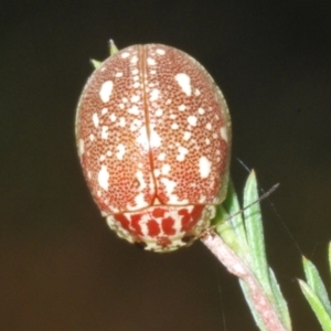 Paropsis marmorea at Paddys River, ACT - 3 Feb 2022