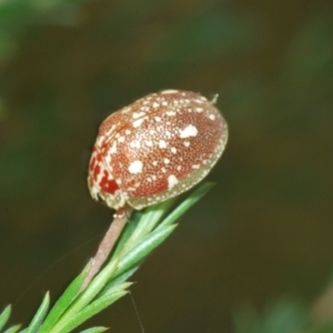 Paropsis marmorea at Paddys River, ACT - 3 Feb 2022