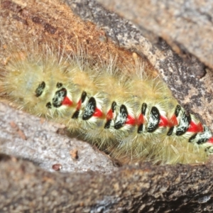 Trichiocercus sparshalli at Paddys River, ACT - 3 Feb 2022