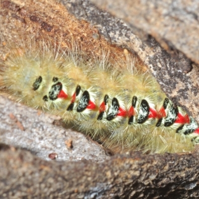 Trichiocercus sparshalli (Sparshall's Moth) at Tidbinbilla Nature Reserve - 3 Feb 2022 by Harrisi