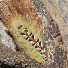 Trichiocercus sparshalli at Paddys River, ACT - 3 Feb 2022