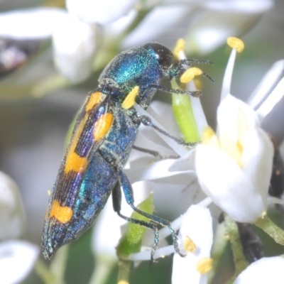 Castiarina flavopicta (Flavopicta jewel beetle) at Paddys River, ACT - 3 Feb 2022 by Harrisi