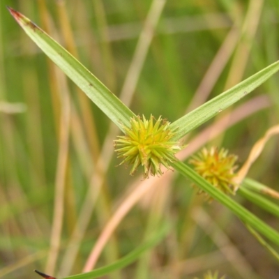 Cyperus sphaeroideus (Scented Sedge) at Kambah, ACT - 6 Feb 2022 by MatthewFrawley