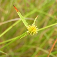 Cyperus sphaeroideus at Kambah, ACT - 6 Feb 2022