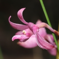 Dipodium roseum (Rosy Hyacinth Orchid) at Paddys River, ACT - 8 Feb 2022 by TimL