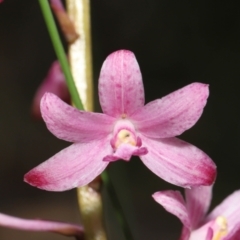 Dipodium roseum at Paddys River, ACT - 8 Feb 2022