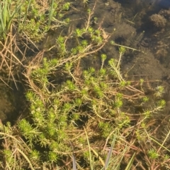 Myriophyllum sp. at Crackenback, NSW - 22 Jan 2022