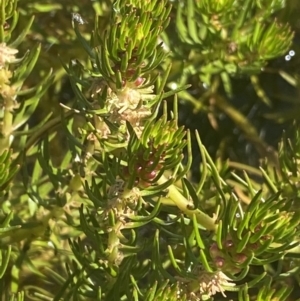 Myriophyllum sp. at Crackenback, NSW - 22 Jan 2022