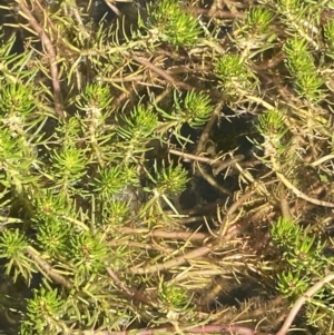 Myriophyllum sp. at Crackenback, NSW - 22 Jan 2022