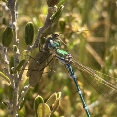 Austrolestes cingulatus (Metallic Ringtail) at Crackenback, NSW - 22 Jan 2022 by NedJohnston