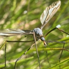 Leptotarsus (Leptotarsus) sp.(genus) (A Crane Fly) at Crackenback, NSW - 22 Jan 2022 by Ned_Johnston