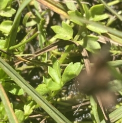 Ranunculus pimpinellifolius at Crackenback, NSW - 22 Jan 2022