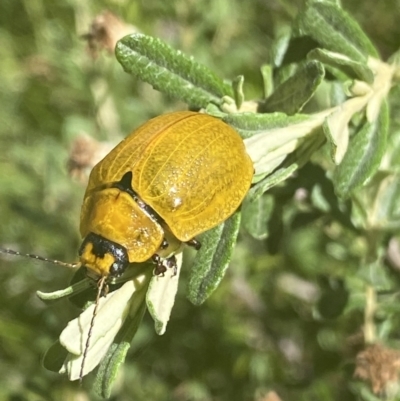 Paropsisterna cloelia (Eucalyptus variegated beetle) at Crackenback, NSW - 22 Jan 2022 by Ned_Johnston