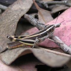 Macrotona australis (Common Macrotona Grasshopper) at Kambah, ACT - 6 Feb 2022 by MatthewFrawley