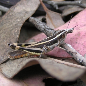 Macrotona australis at Kambah, ACT - 6 Feb 2022