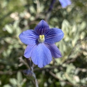 Thelymitra cyanea at Crackenback, NSW - suppressed