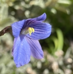 Thelymitra cyanea at Crackenback, NSW - suppressed