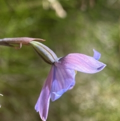 Thelymitra cyanea at Crackenback, NSW - suppressed