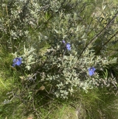 Thelymitra cyanea at Crackenback, NSW - suppressed