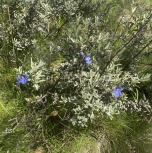 Thelymitra cyanea at Crackenback, NSW - suppressed