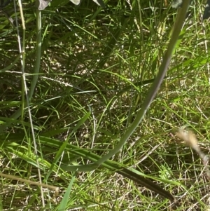 Thelymitra cyanea at Crackenback, NSW - suppressed