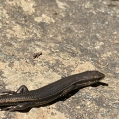 Pseudemoia entrecasteauxii (Woodland Tussock-skink) at Crackenback, NSW - 22 Jan 2022 by NedJohnston