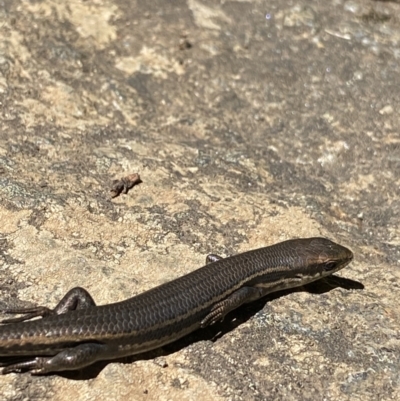 Pseudemoia entrecasteauxii (Woodland Tussock-skink) at Crackenback, NSW - 22 Jan 2022 by NedJohnston