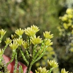 Ozothamnus cupressoides (Kerosine Bush) at Crackenback, NSW - 22 Jan 2022 by NedJohnston