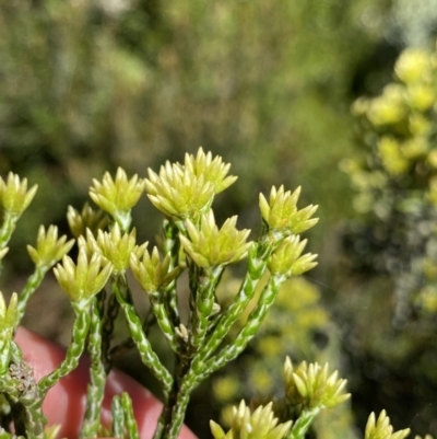 Ozothamnus cupressoides (Kerosine Bush) at Crackenback, NSW - 22 Jan 2022 by NedJohnston