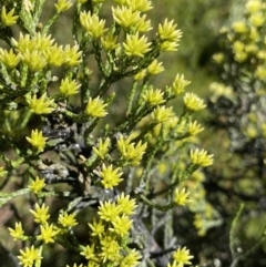 Ozothamnus cupressoides at Crackenback, NSW - 22 Jan 2022