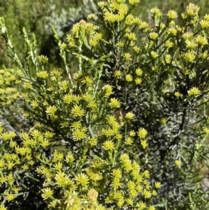 Ozothamnus cupressoides at Crackenback, NSW - 22 Jan 2022