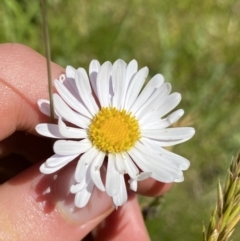 Brachyscome aculeata (Hill Daisy) at Crackenback, NSW - 22 Jan 2022 by NedJohnston