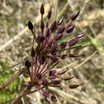 Oreomyrrhis eriopoda (Australian Carraway) at Crackenback, NSW - 22 Jan 2022 by Ned_Johnston