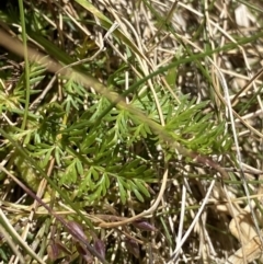 Oreomyrrhis eriopoda at Crackenback, NSW - 22 Jan 2022