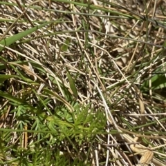 Oreomyrrhis eriopoda at Crackenback, NSW - 22 Jan 2022