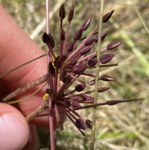 Oreomyrrhis eriopoda at Crackenback, NSW - 22 Jan 2022