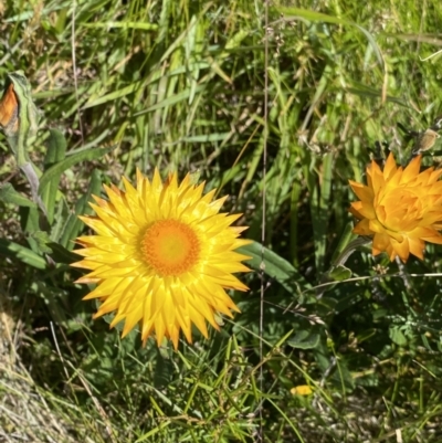 Xerochrysum subundulatum (Alpine Everlasting) at Crackenback, NSW - 22 Jan 2022 by NedJohnston