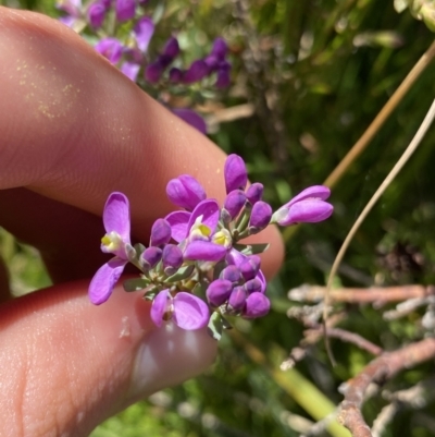 Comesperma retusum (Mountain Milkwort) at Crackenback, NSW - 22 Jan 2022 by Ned_Johnston