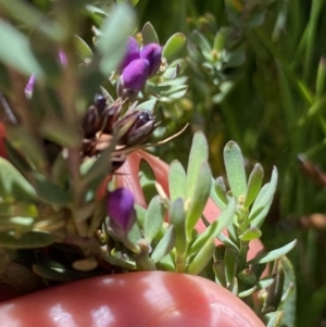 Comesperma retusum at Crackenback, NSW - 22 Jan 2022