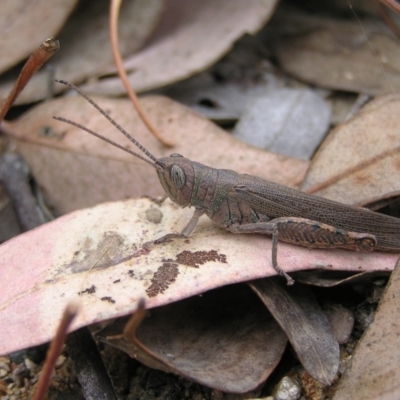 Pardillana limbata (Common Pardillana) at Kambah, ACT - 6 Feb 2022 by MatthewFrawley