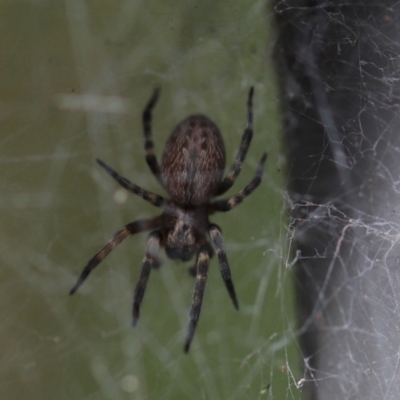 Badumna longinqua (Grey House Spider) at Cook, ACT - 8 Feb 2022 by Tammy