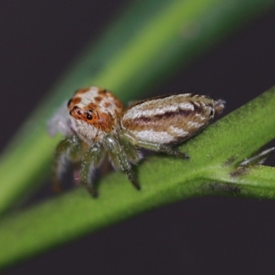 Opisthoncus abnormis (Long-legged Jumper) at Cook, ACT - 8 Feb 2022 by Tammy