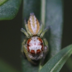 Opisthoncus abnormis at Cook, ACT - 8 Feb 2022