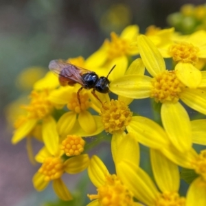 Exoneura sp. (genus) at Cotter River, ACT - 8 Feb 2022