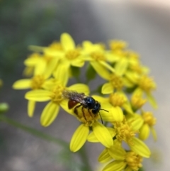 Exoneura sp. (genus) at Cotter River, ACT - 8 Feb 2022