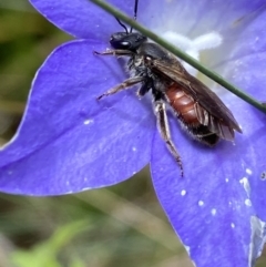 Lasioglossum (Parasphecodes) sp. (genus & subgenus) (Halictid bee) at Cotter River, ACT - 8 Feb 2022 by AJB